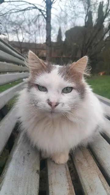 gato perdido 86000 Poitiers Roomi gato lost 86000 Poitiers Roomi