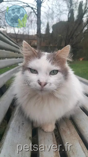 gatto perso 86000 Poitiers Roomi gatto lost 86000 Poitiers Roomi
