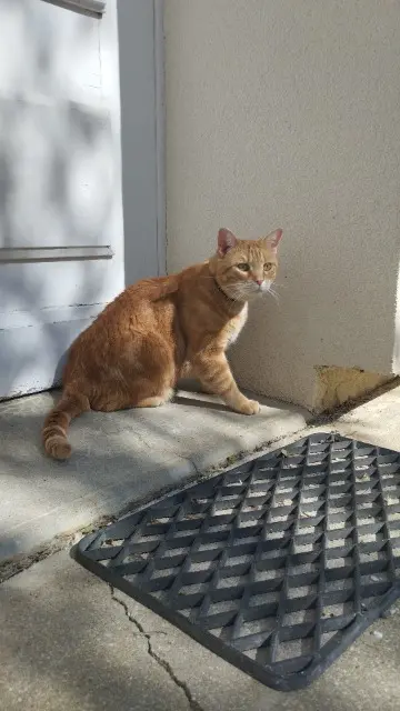 gatto perso 86000 Poitiers Roupy gatto lost 86000 Poitiers Roupy