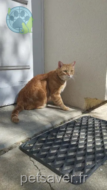 cat lost 86000 Poitiers Roupy cat lost 86000 Poitiers Roupy