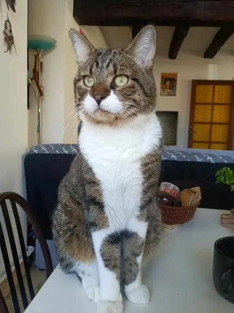 chat lost   86000 Poitiers Spinoza