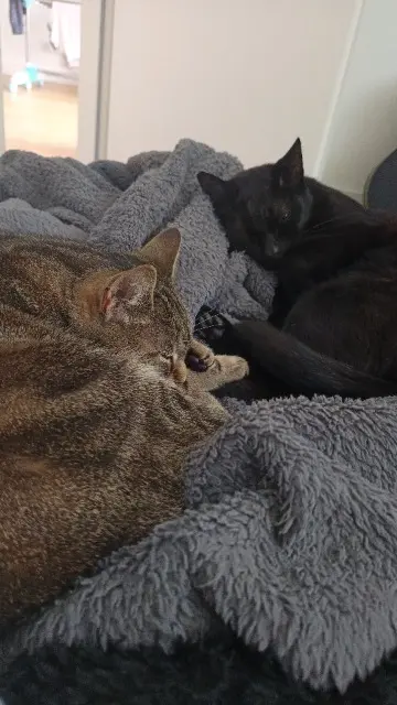 chat lost   86000 Poitiers T-challa