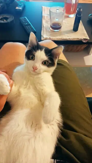 chat lost   86000 Poitiers Titou