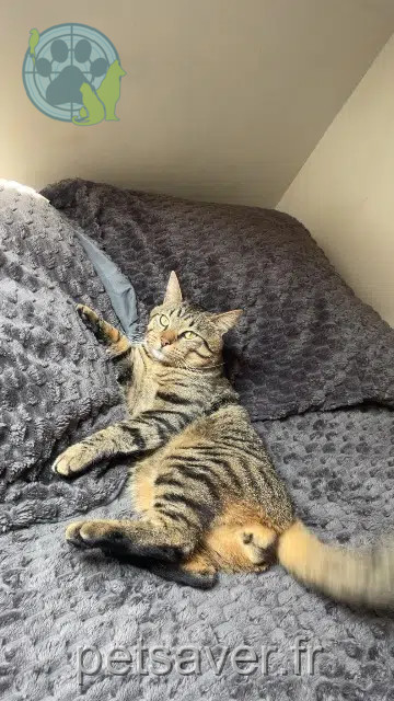 chat lost   86000 Poitiers Tyrion