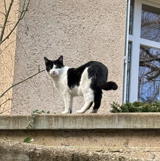 chat lost   86000 Poitiers Voltaire