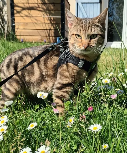chat lost   86000 Poitiers Winnie
