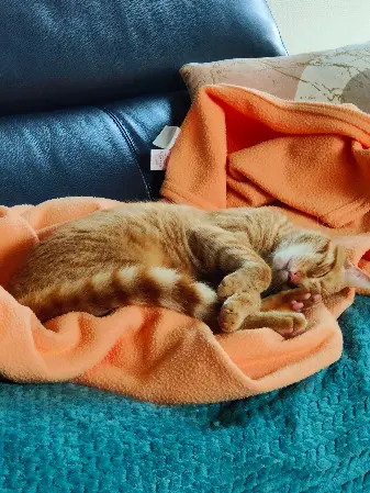 Chat Perdu 86 Vienne Poitiers - Woopy Chat Perdu 86 Vienne Poitiers - Woopy