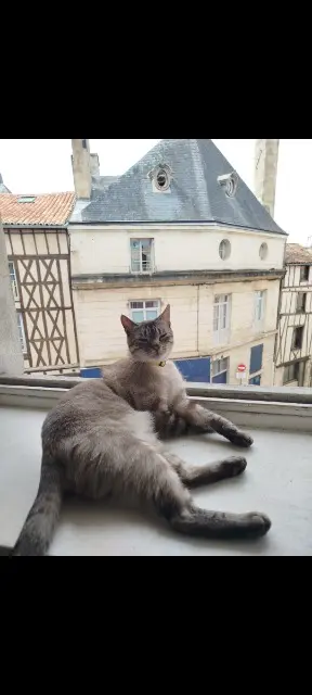 chat lost   86000 Poitiers Zébulon
