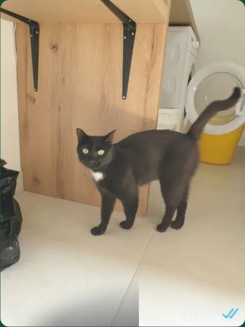 chat lost   86300 Bonnes Rio