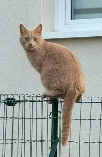 Chat Perdu 86 Vienne Roches-Prémarie-Andillé - Tatsu Chat Perdu 86 Vienne Roches-Prémarie-Andillé - Tatsu
