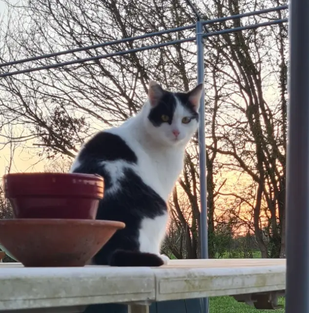gatto perso 86600 Coulombiers Rocky gatto lost 86600 Coulombiers Rocky