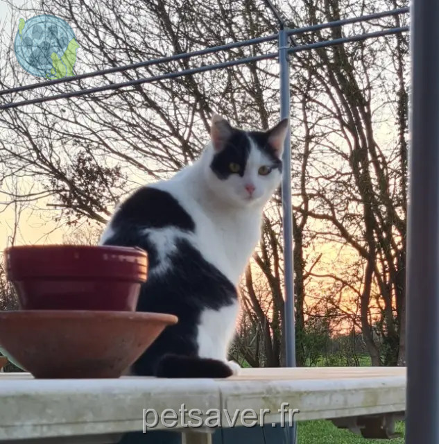 gatto perso 86600 Coulombiers Rocky gatto lost 86600 Coulombiers Rocky