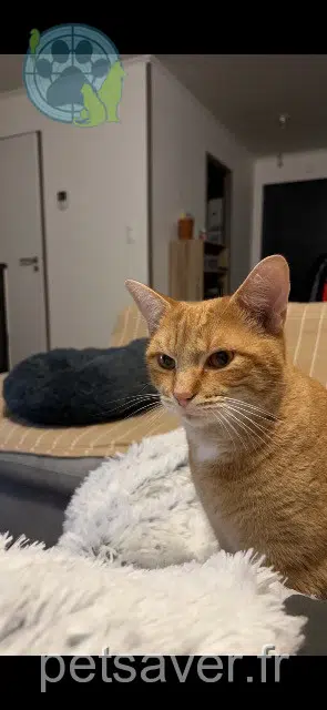 chat lost   86600 Coulombiers Rocky