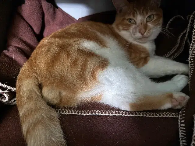 chat lost   86580 Vouneuil-sous-Biard Rouki