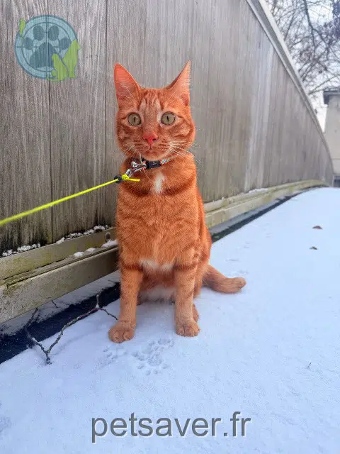 chat lost   86100 Châtellerault Rouky