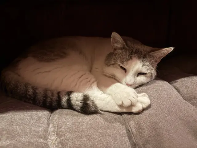 chat lost   86100 Châtellerault Sacha