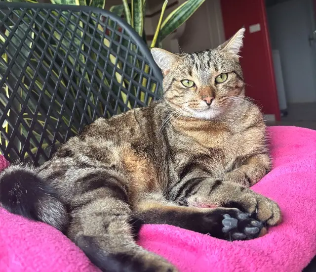 chat lost   86380 Saint-Martin-la-Pallu tigrou