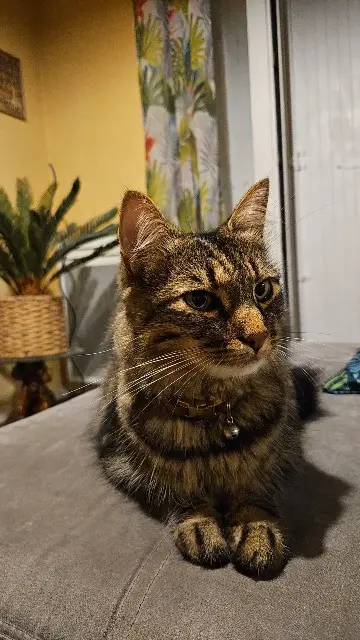 chat lost   86380 Saint-Martin-la-Pallu Scar