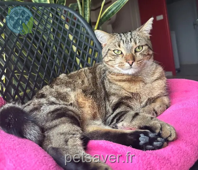 gato perdido 86380 Saint-Martin-la-Pallu tigrou gato lost 86380 Saint-Martin-la-Pallu tigrou