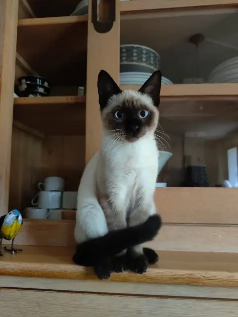 chat lost   86240 Smarves Salto