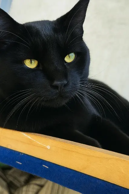 chat lost   86100 Senillé-Saint-Sauveur Oreo