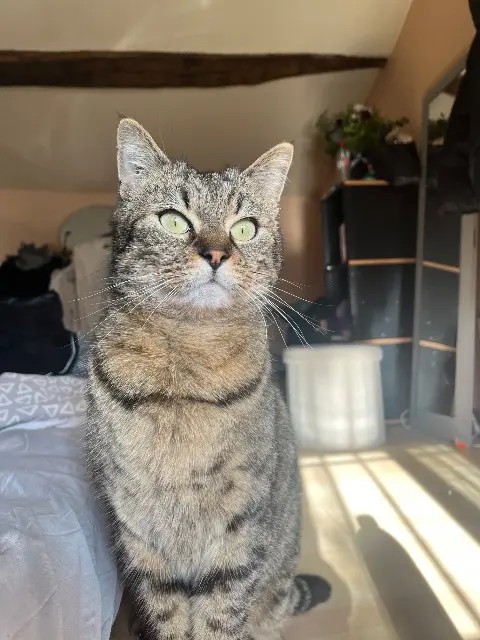 chat lost    Jaunay-Marigny shadow