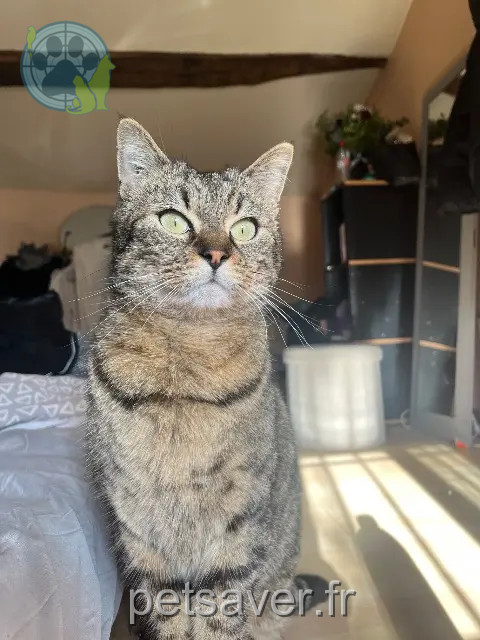 gato perdido Jaunay-Marigny shadow gato lost Jaunay-Marigny shadow