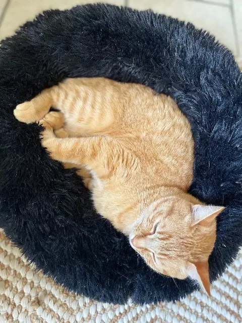 chat lost   86210 Vouneuil-sur-Vienne Simba