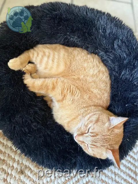 Kater vermisst 86210 Vouneuil-sur-Vienne Simba Kater lost 86210 Vouneuil-sur-Vienne Simba