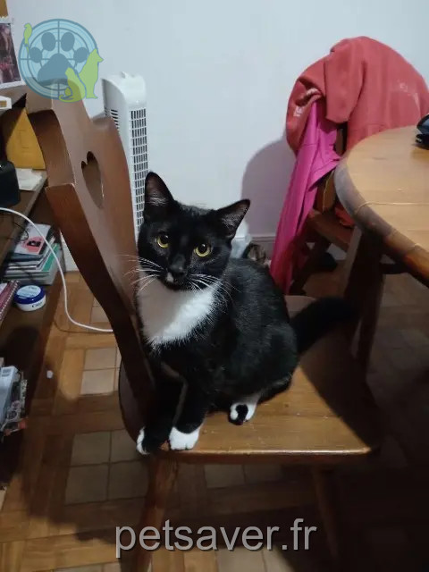 cat lost 86500 Saulgé Simba cat lost 86500 Saulgé Simba