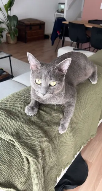 chat lost   86190 Quinçay Slo