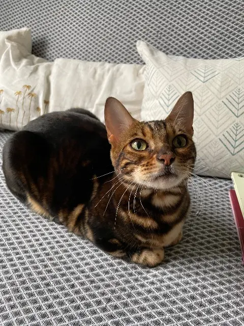 chat lost   86240 Fontaine-le-Comte Smarty
