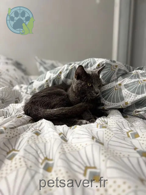 kater vermist 86400 Civray Smoky kater lost 86400 Civray Smoky