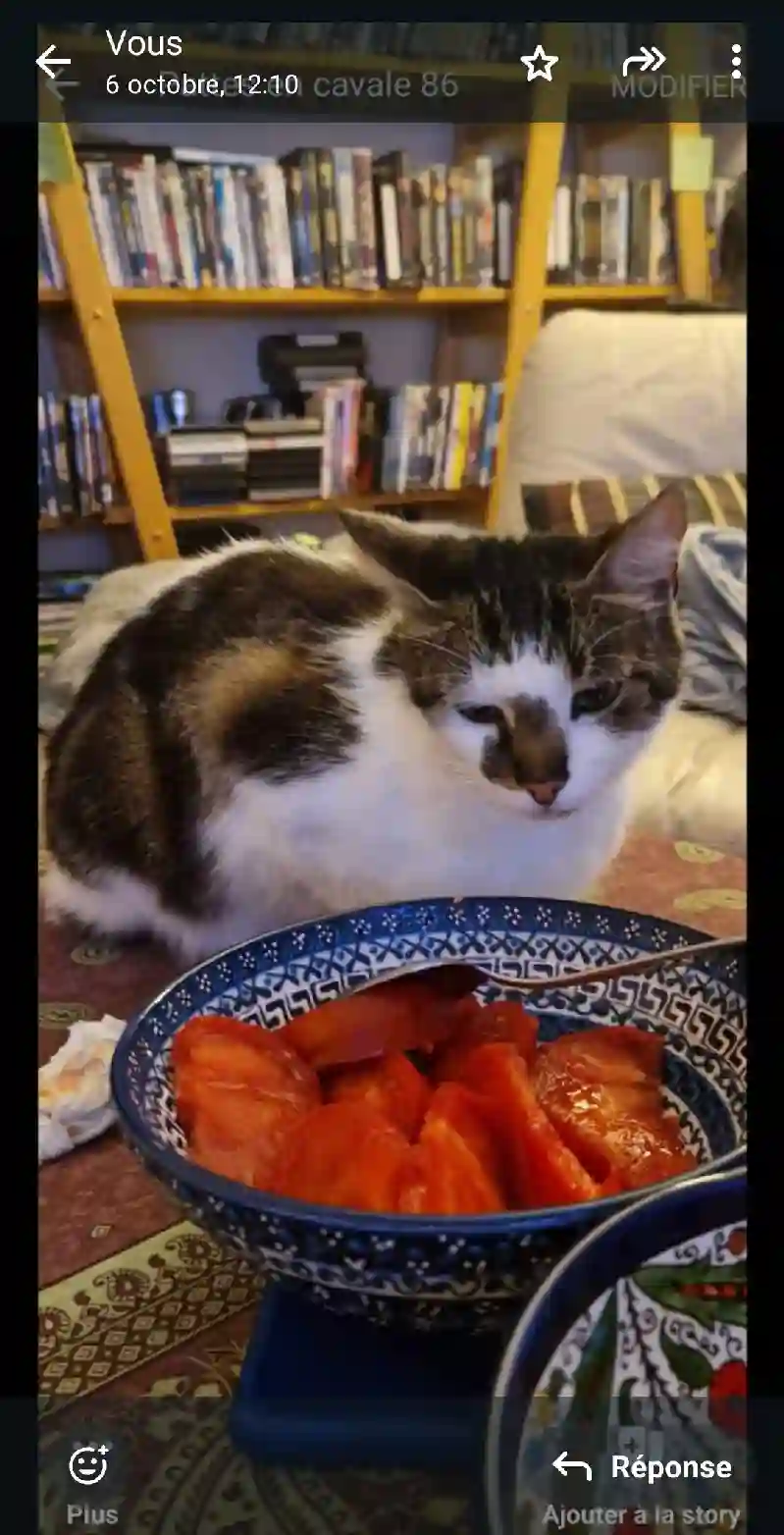 Chat Perdu 86 Vienne - Surnom-usuel-:-croquette-/-nom-officiel-:-onyx Chat Perdu 86 Vienne - Surnom-usuel-:-croquette-/-nom-officiel-:-onyx