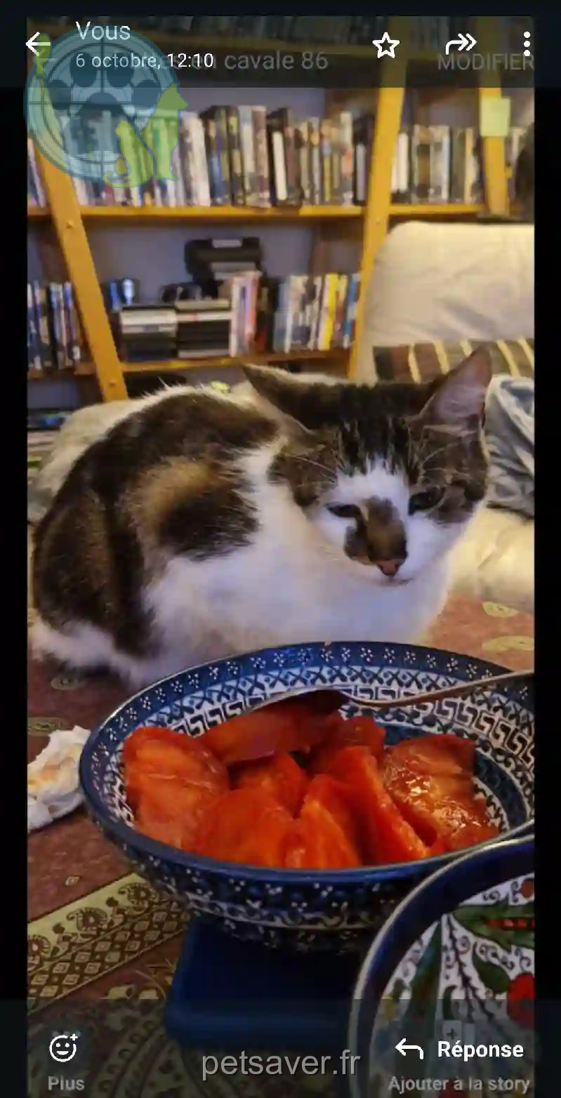 Chat Perdu 86 Vienne - Surnom-usuel-:-croquette-/-nom-officiel-:-onyx Chat Perdu 86 Vienne - Surnom-usuel-:-croquette-/-nom-officiel-:-onyx