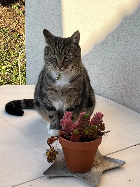 chat lost   86180 Buxerolles Tenders