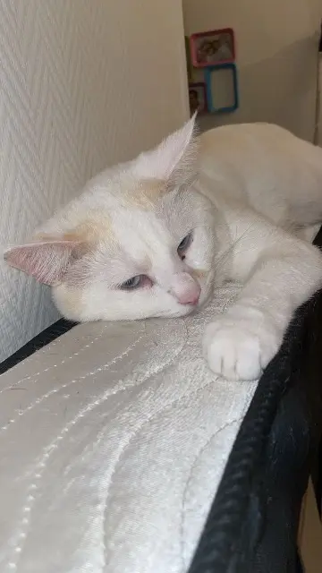 chat lost   86100 Châtellerault Titi