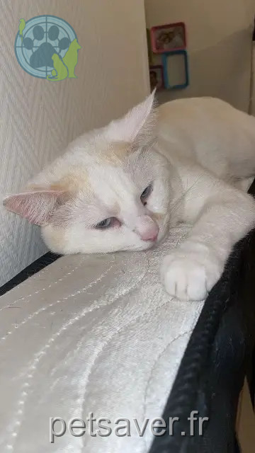 Kater vermisst 86100 Châtellerault Titi Kater lost 86100 Châtellerault Titi