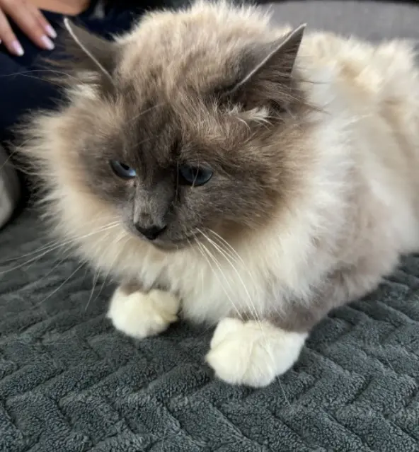 chat lost   86130 Dissay Tokyo