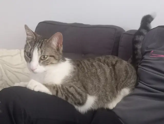 chat lost   86550 Mignaloux-Beauvoir Ulk