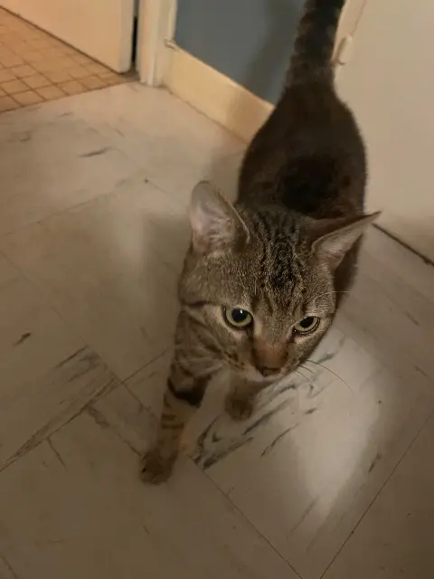 chat lost   86230 Orches Uno