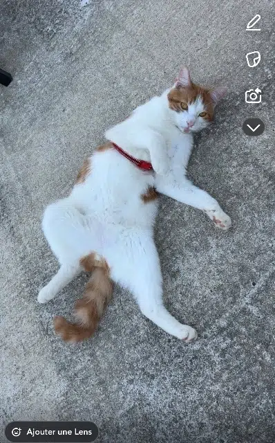 chat lost   86580 Vouneuil-sous-Biard Venom