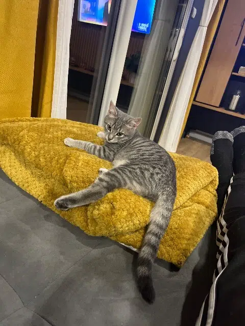 chat lost   86340 Nieuil-l'Espoir Virus