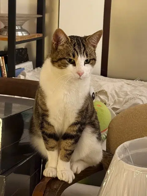 chat lost   86120 Les Trois-Moutiers Voilou