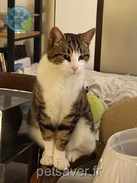 gatto perso 86120 Les Trois-Moutiers Voilou gatto lost 86120 Les Trois-Moutiers Voilou