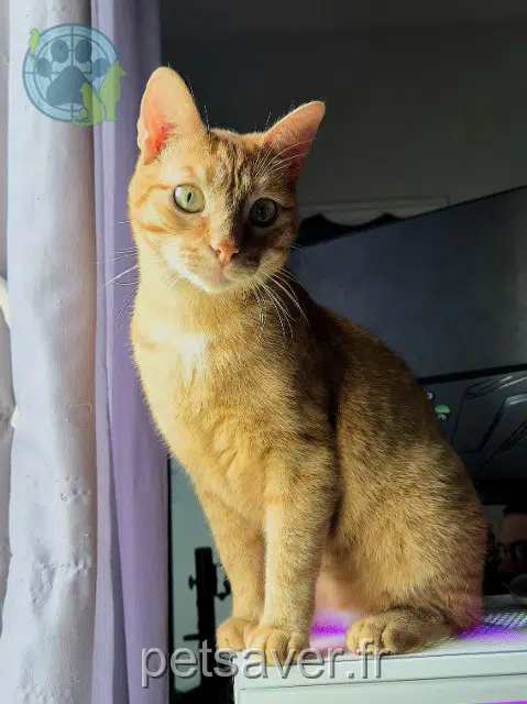 chat perdu 86230 Saint-Gervais-les-Trois-Clochers Voldi chat lost 86230 Saint-Gervais-les-Trois-Clochers Voldi