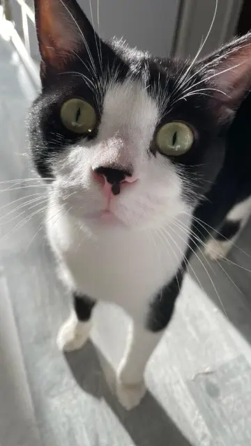 chat lost   86530 Naintré Zorro