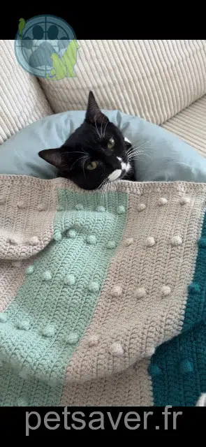 chat lost   86360 Chasseneuil-du-Poitou Zouzou