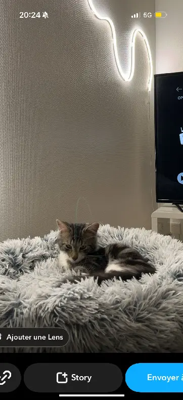 Chat Perdu 86 Vienne Chat Perdu 86 Vienne
