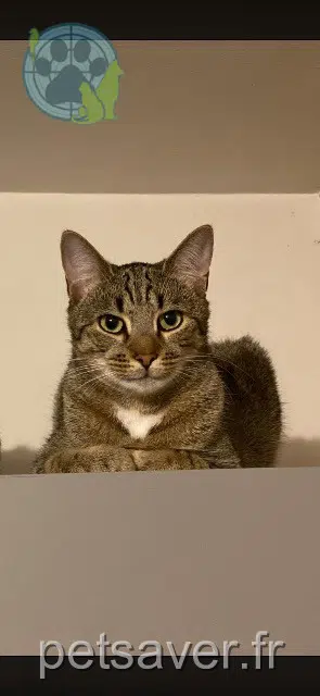 chat lost   87170 Isle Akéla